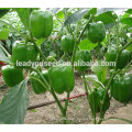 MSP072 Biqing hybrid sweet pepper seeds, green bell pepper seeds